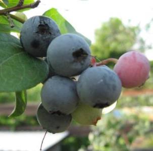 Blueberry